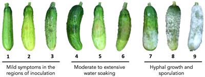 Identification of QTL associated with resistance to Phytophthora fruit rot in cucumber (Cucumis sativus L.)